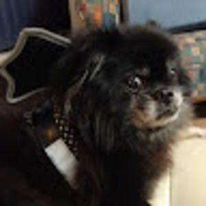 Meet your Posher, Lee ann